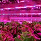 Tub LED T8 12w 120cm Cresterea Plantelor - imagine 2